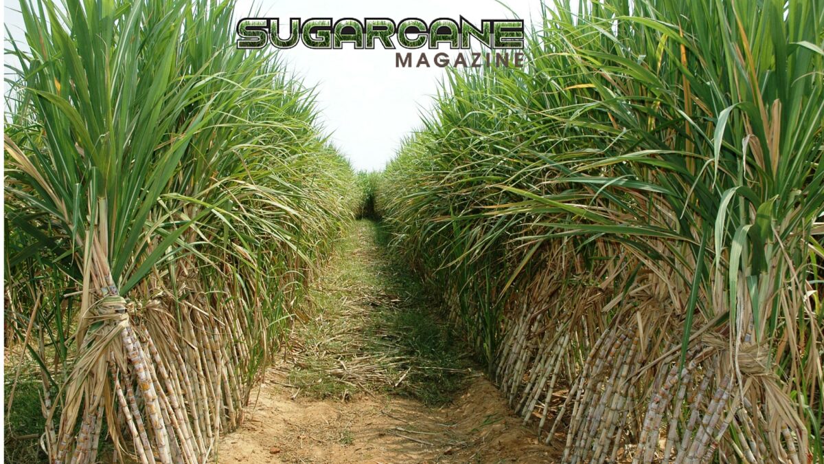 Sugarcane Magazine Welcomes Gary Moore and Jennifer Oladipo